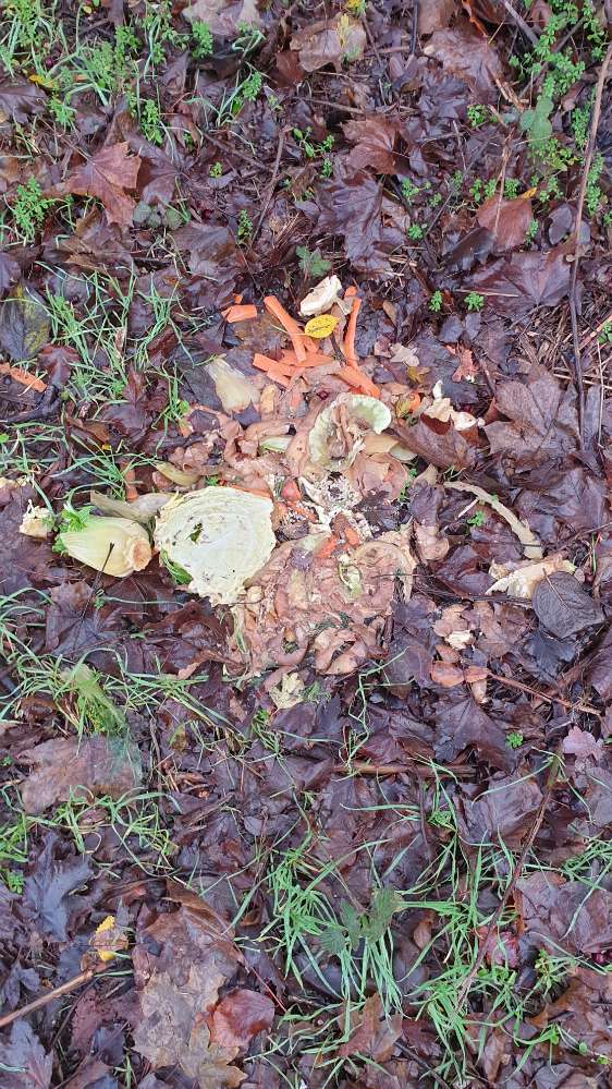 Giftköder-Giftköder?-Profilbild