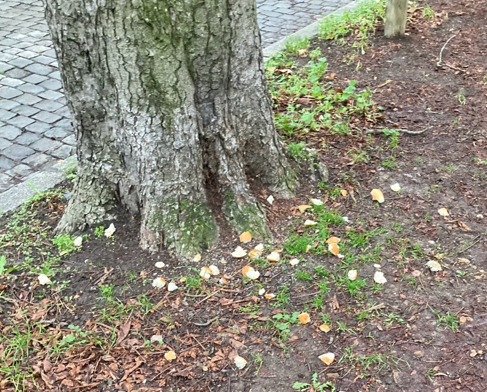Giftköder-Brotstücke-Profilbild