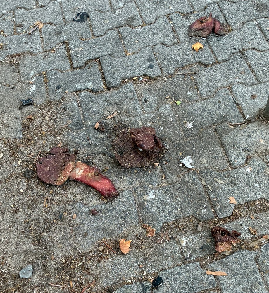Giftköder-Vllt Gift-Profilbild
