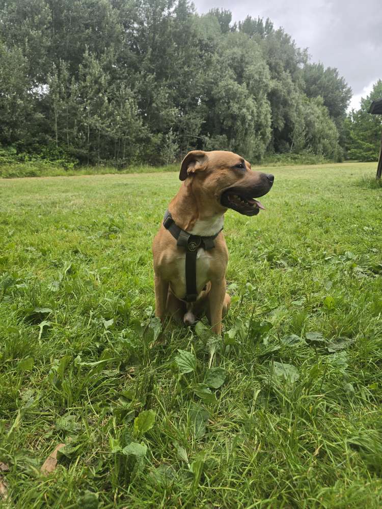 Hundetreffen-Hunde treff bremerhaven deich oder bürger park-Profilbild