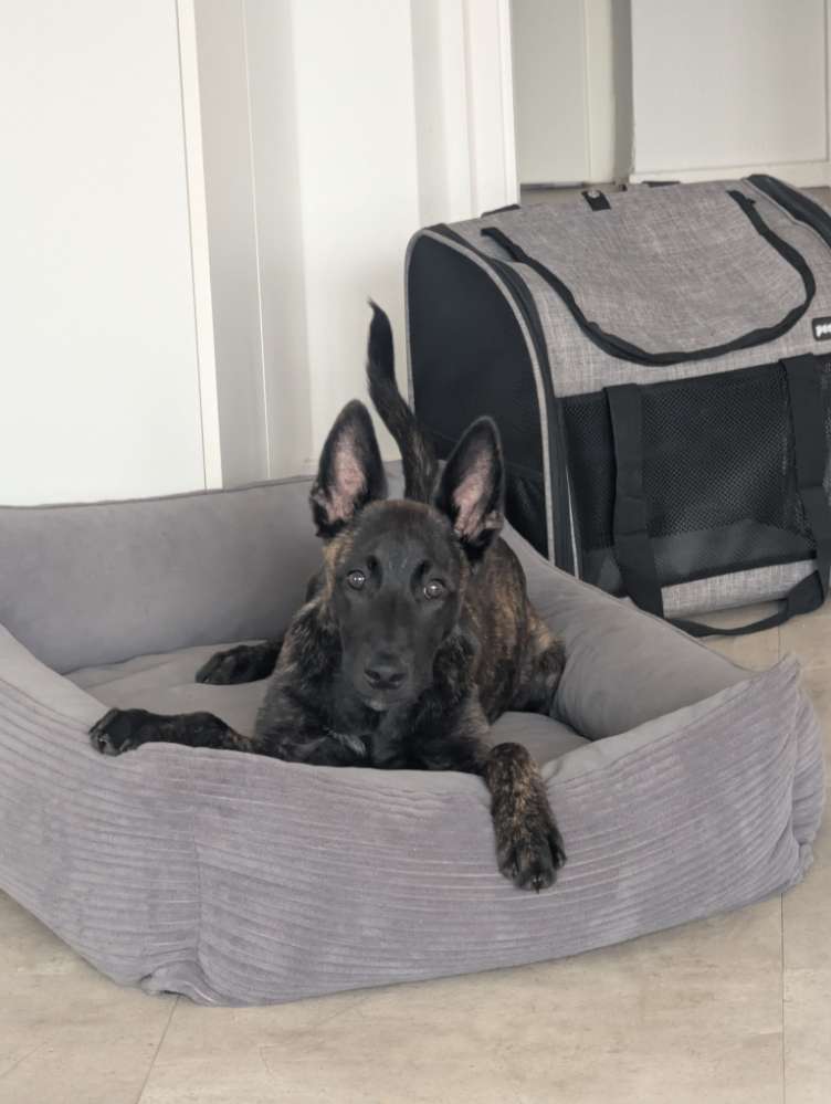 Hundetreffen-Gassi Partner gesucht-Profilbild