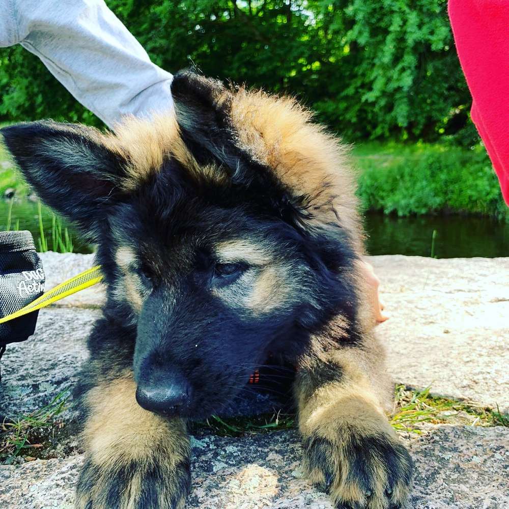 Hundetreffen-Welpentreffen in Baden Baden-Profilbild