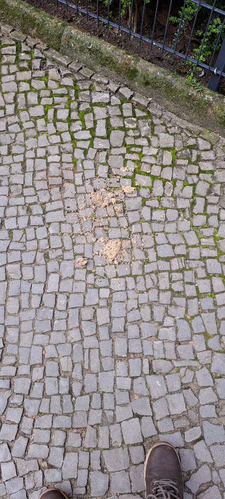 Giftköder-Giftköder-Profilbild