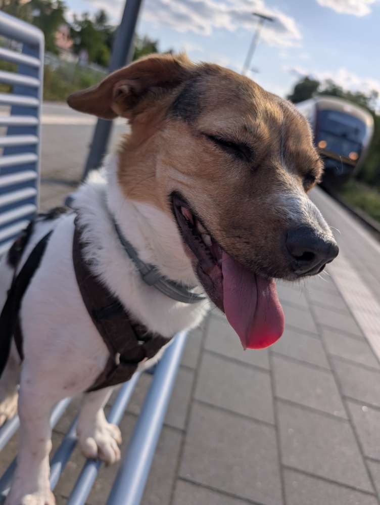 Hundetreffen-Training/social Walk-Profilbild
