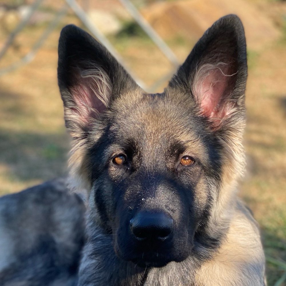 Hundetreffen-Hundekumpel für gemeinsame Spaziergänge gesucht-Profilbild