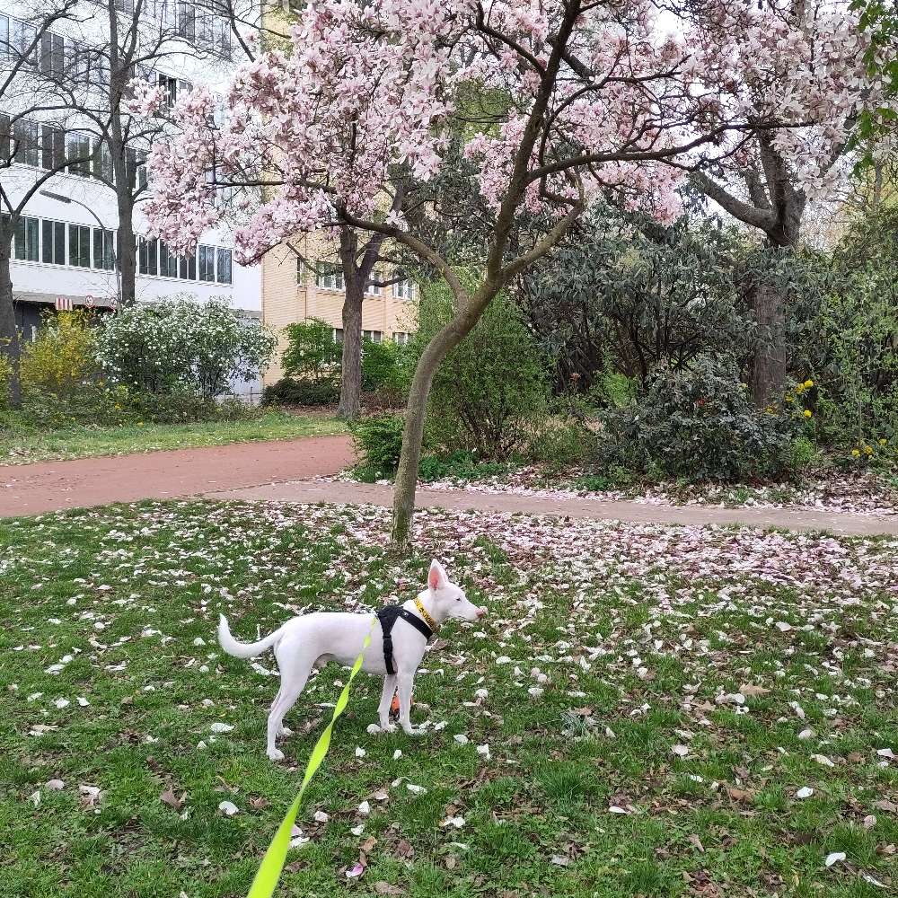 Hundetreffen-We will, we will, walk you-Profilbild