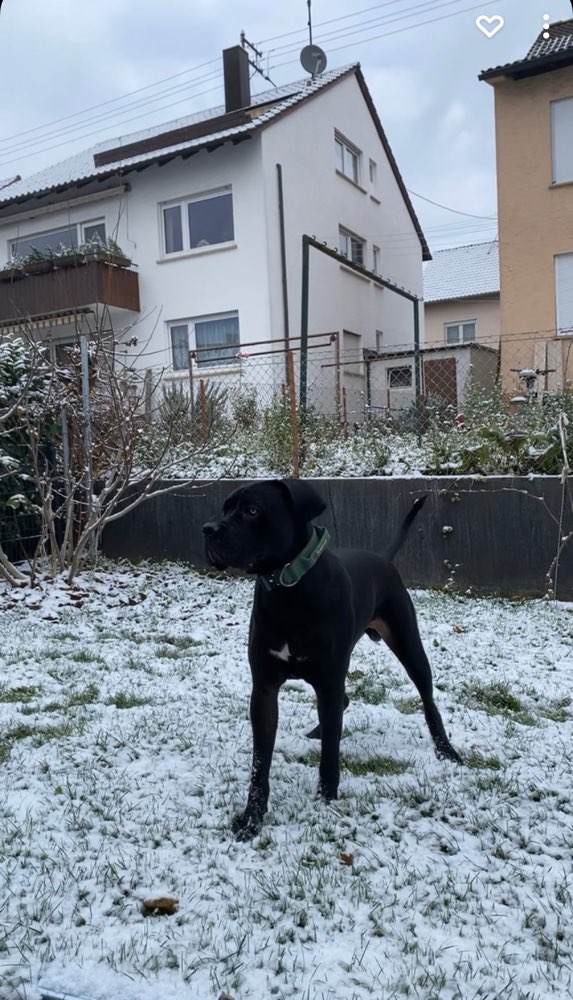 Hundetreffen-Chapo sucht eine Hündin zum spielen-Profilbild