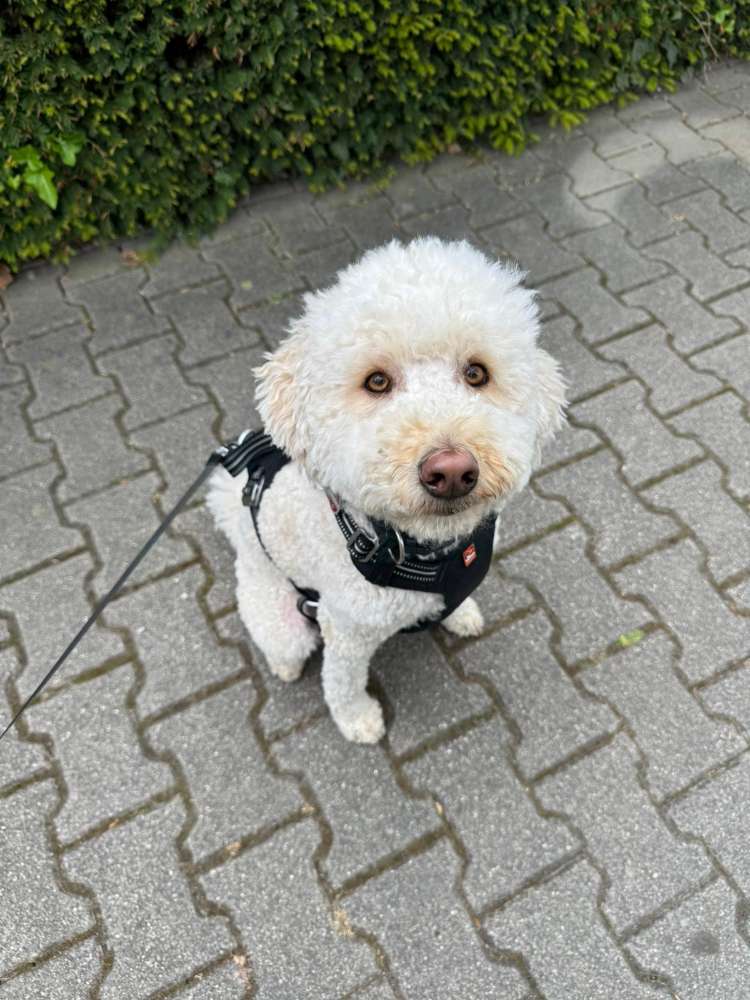 Hundetreffen-Golden Doodle sucht Freundin-Profilbild