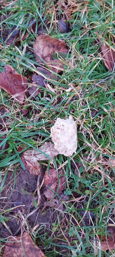 Giftköder-Gehacktesbällchen mit Tabletten-Profilbild