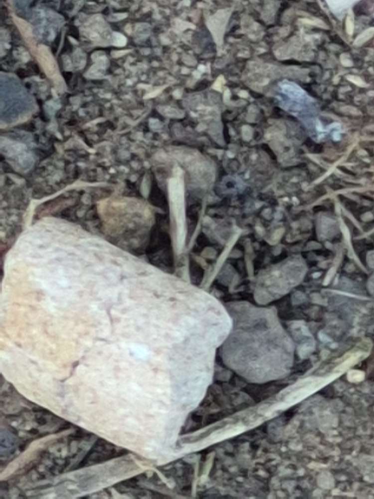 Giftköder-Pellets in der Niebelungenstraße-Profilbild