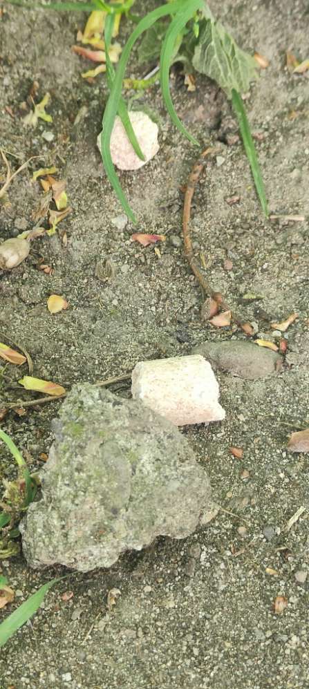 Giftköder-Pellets entlang der gesamten Waldstraße-Profilbild