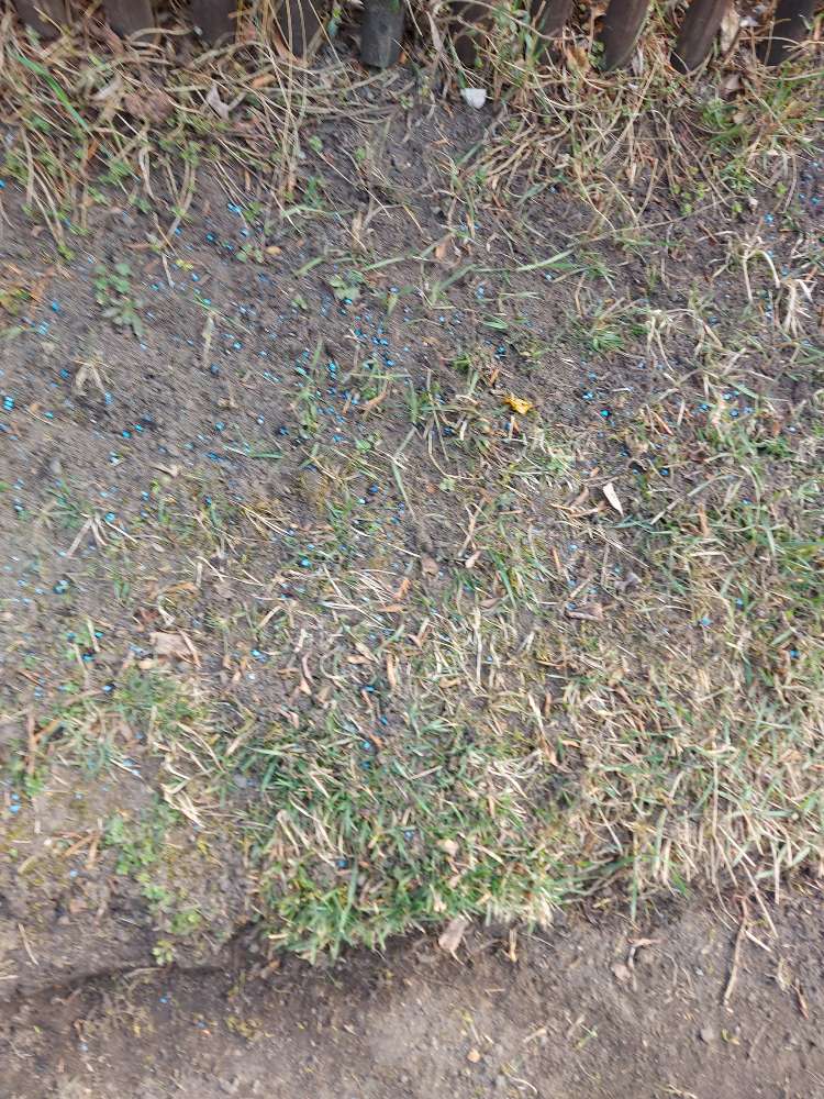 Giftköder-Blaukorn oder Schneckenkorn-Profilbild