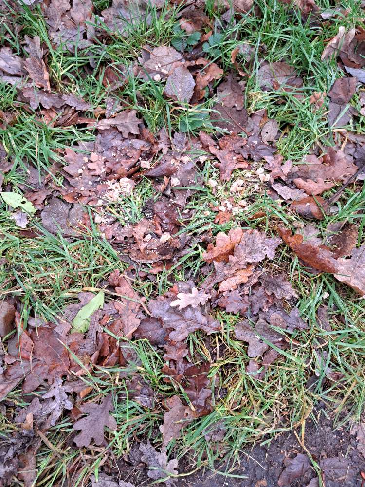 Giftköder-Brotwürfel im Gras verstreut-Profilbild