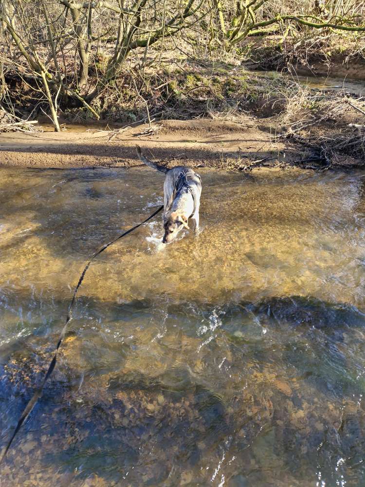 Hundetreffen-Social Walks-Profilbild