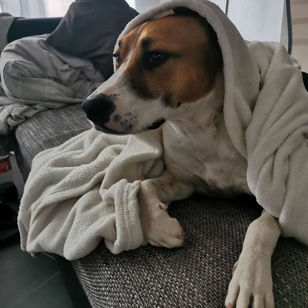 Hundetreffen-Spiel Walkies Wesseling & Umgebung-Profilbild