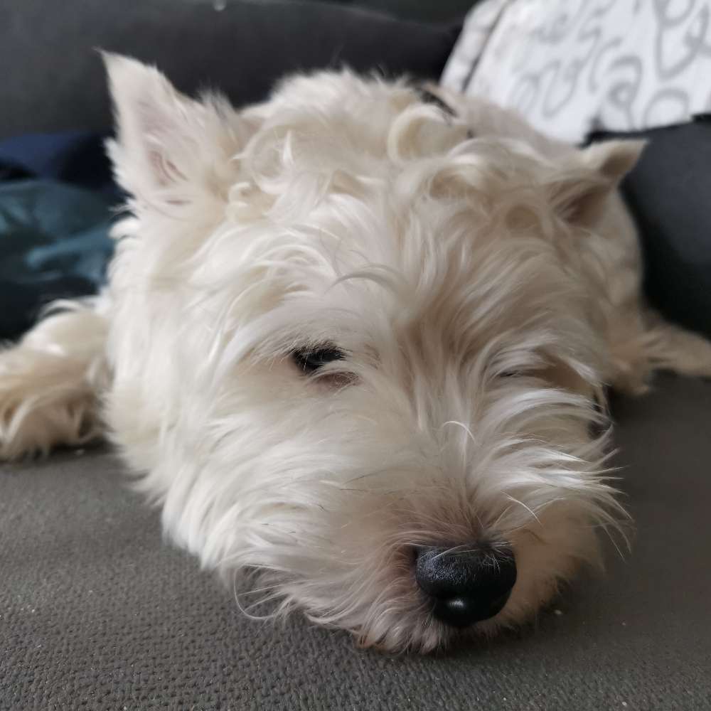 Hundetreffen-Brian sucht nen Buddy-Profilbild