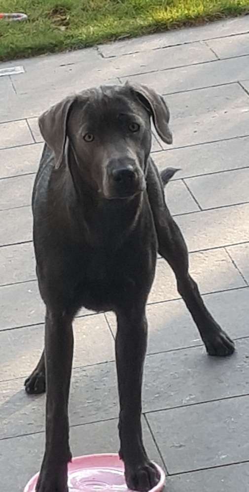 Hundetreffen-Spielrunde mit Kira:)-Profilbild