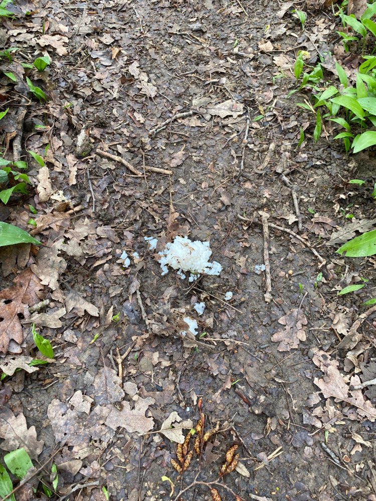 Giftköder-Möglicher Giftköder-Profilbild