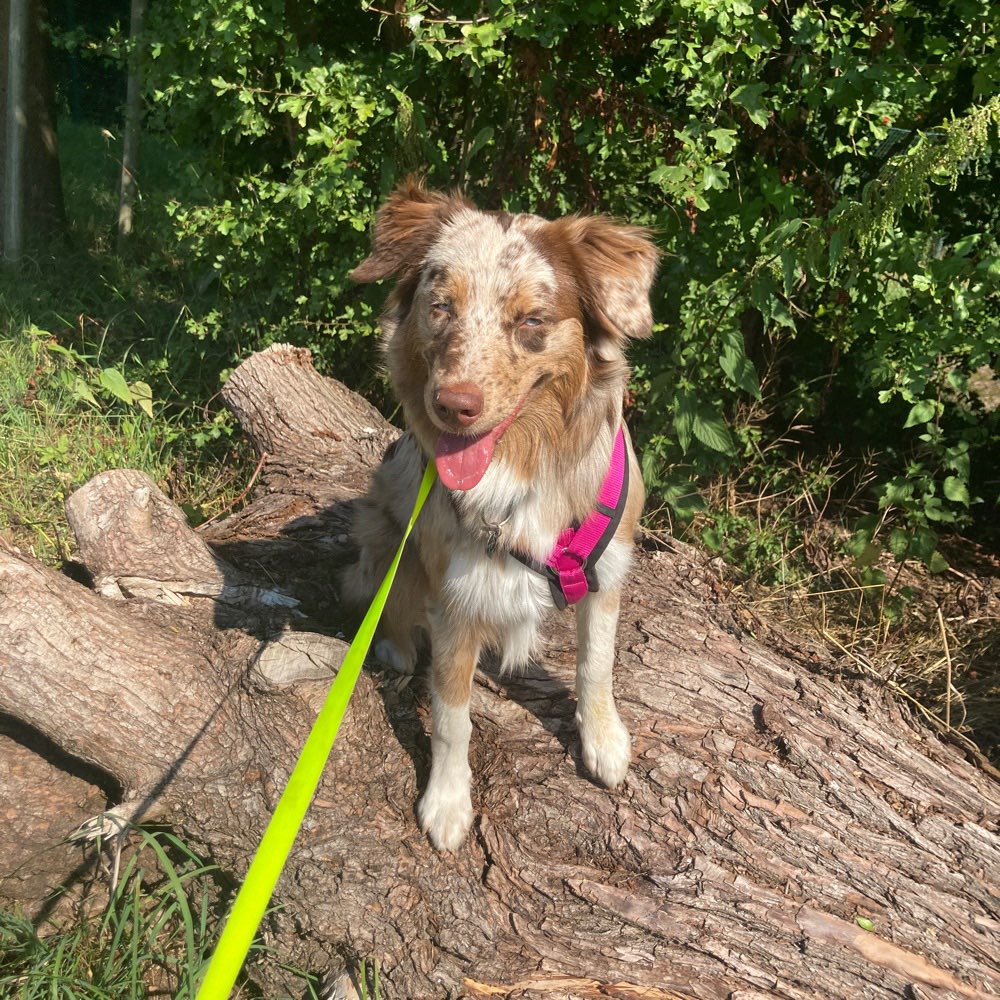 Hundetreffen-Passende Spielkameraden gesucht !!!-Profilbild