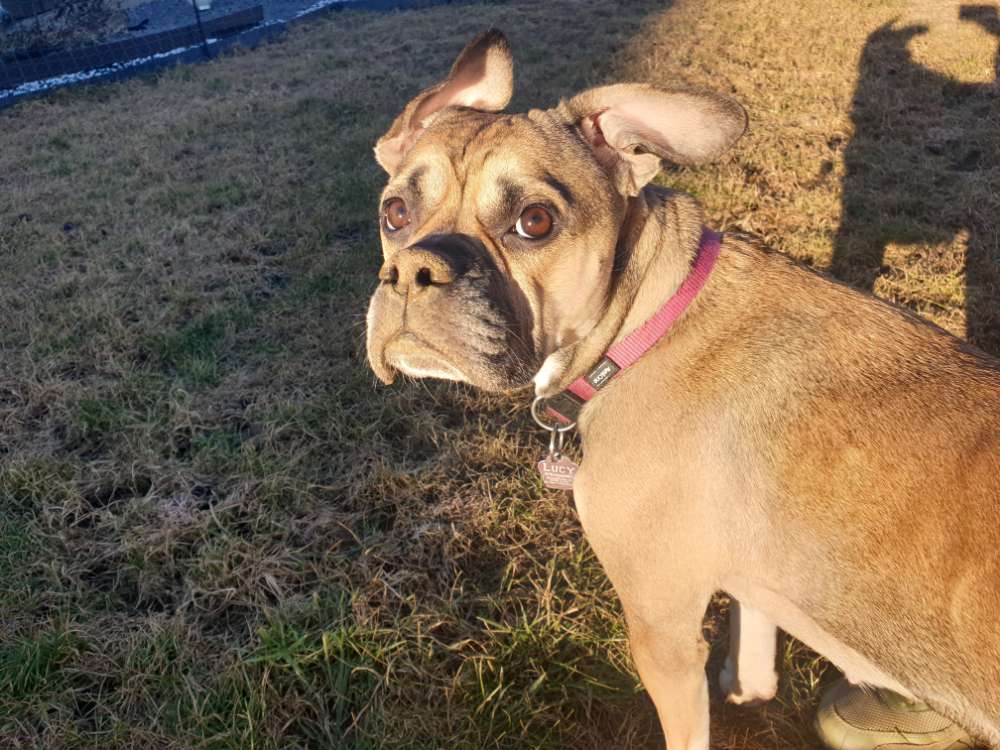 Hundetreffen-Ulmen Hundefreunde/Gassirunden-Profilbild