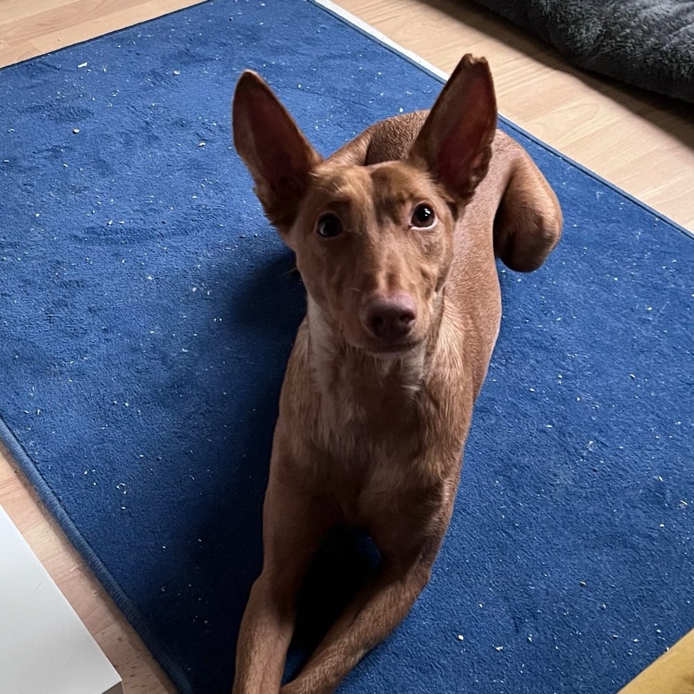 Hundetreffen-Hundetreffen in Lübeck gesucht-Profilbild