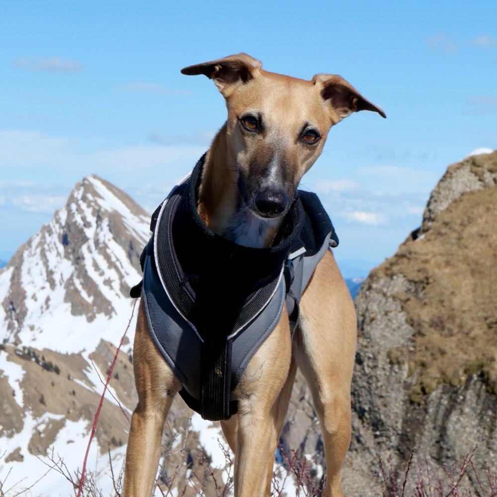 Hundetreffen-Windhunde zum Rennen gesucht-Profilbild
