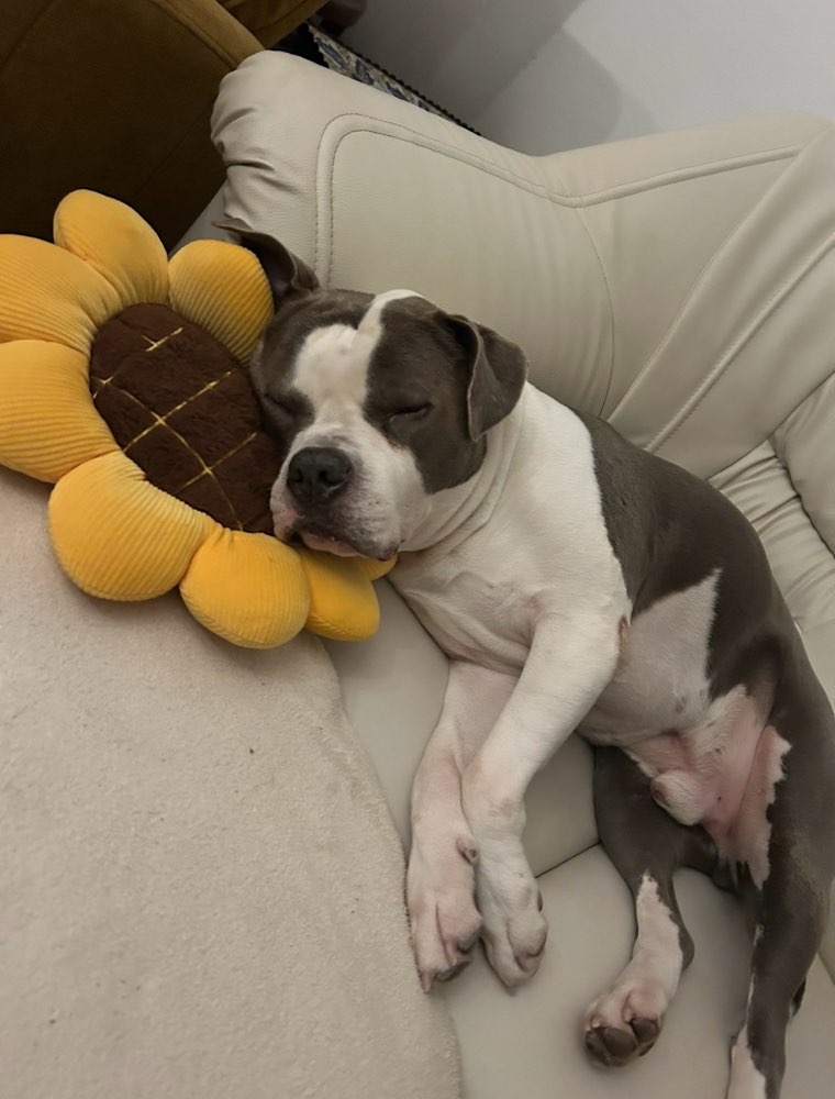 Hundetreffen-Spiel Freundin gesucht-Profilbild