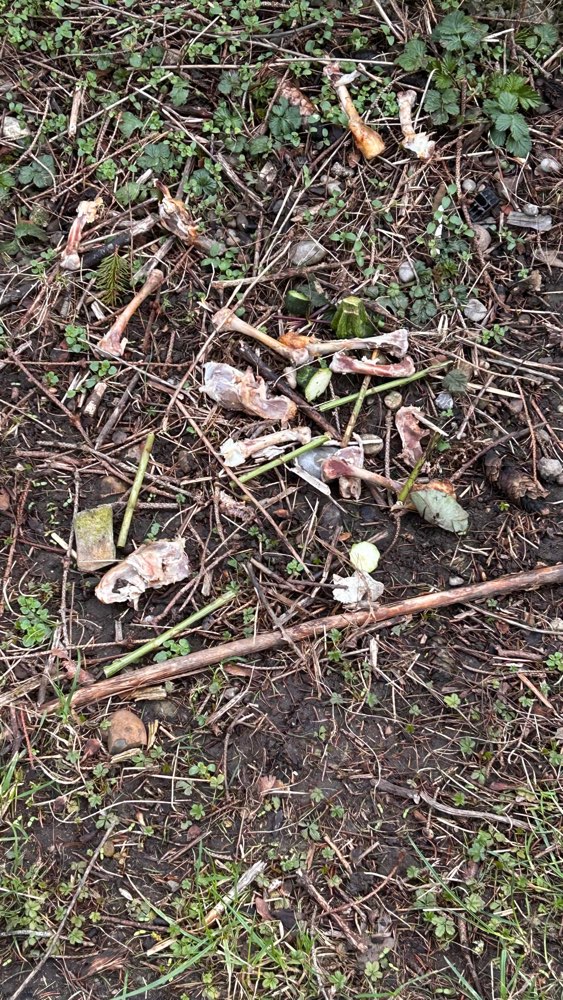 Giftköder-Geflügel- und Brotreste-Profilbild