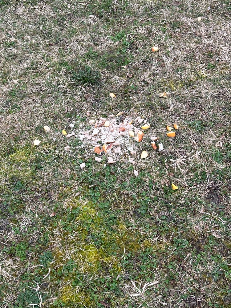 Giftköder-Brot- und Semmelreste - Reesepark-Profilbild