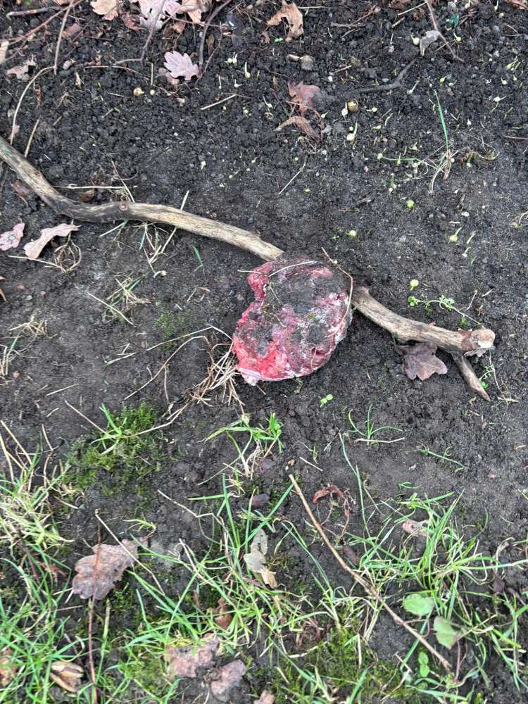 Giftköder-Hackfleischbällchen-Profilbild