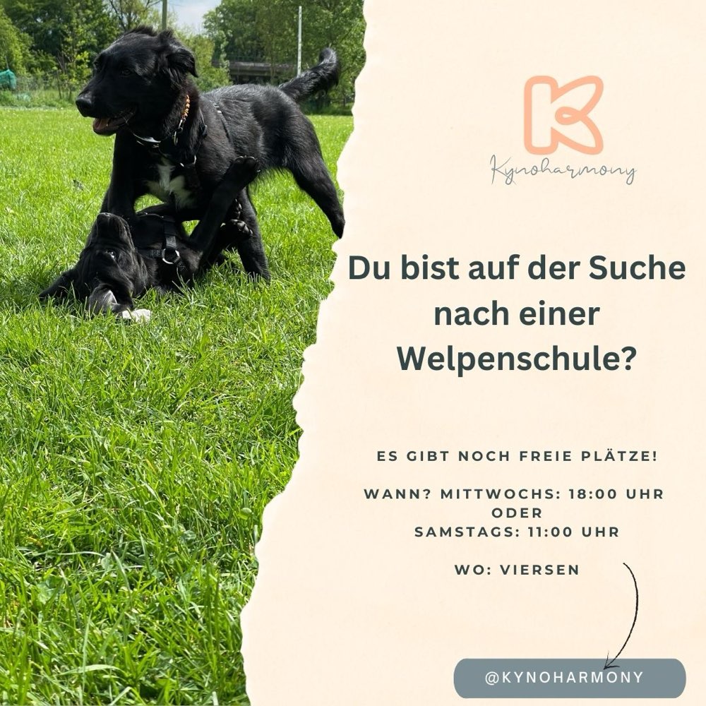 Hundetreffen-Welpenkurse-Profilbild