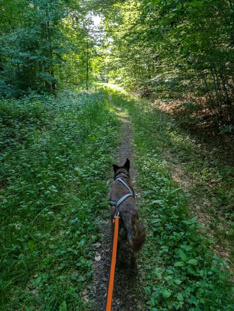 Hundetreffen-Canicross-Profilbild