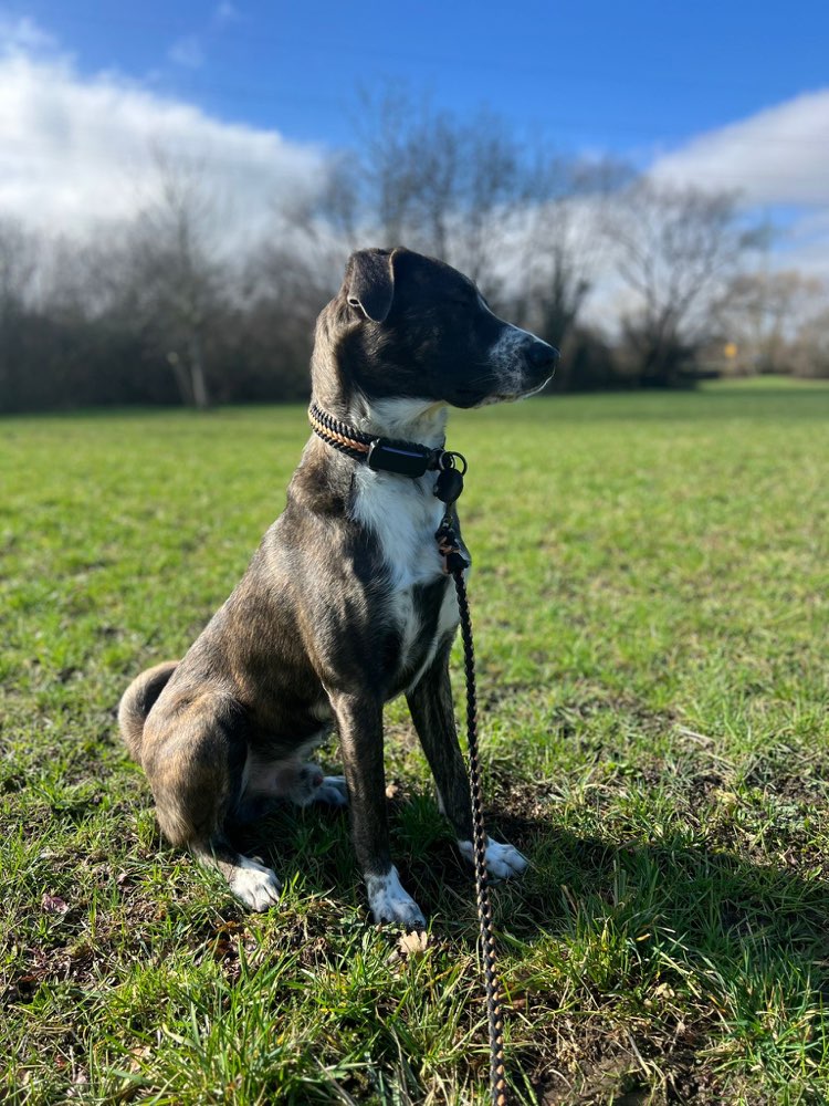 Hundetreffen-Gassifreunde gesucht 🐶😊-Profilbild