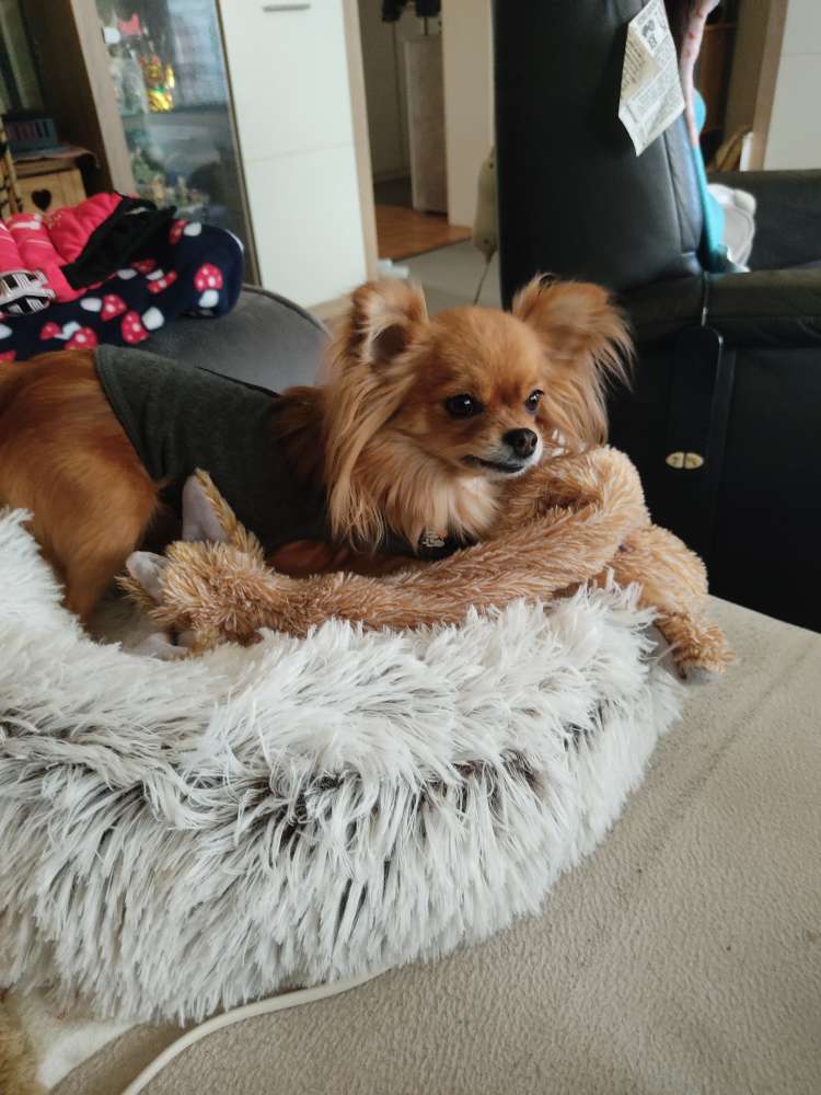 Hundetreffen-Chihuahua Spielfeunde gesucht-Profilbild