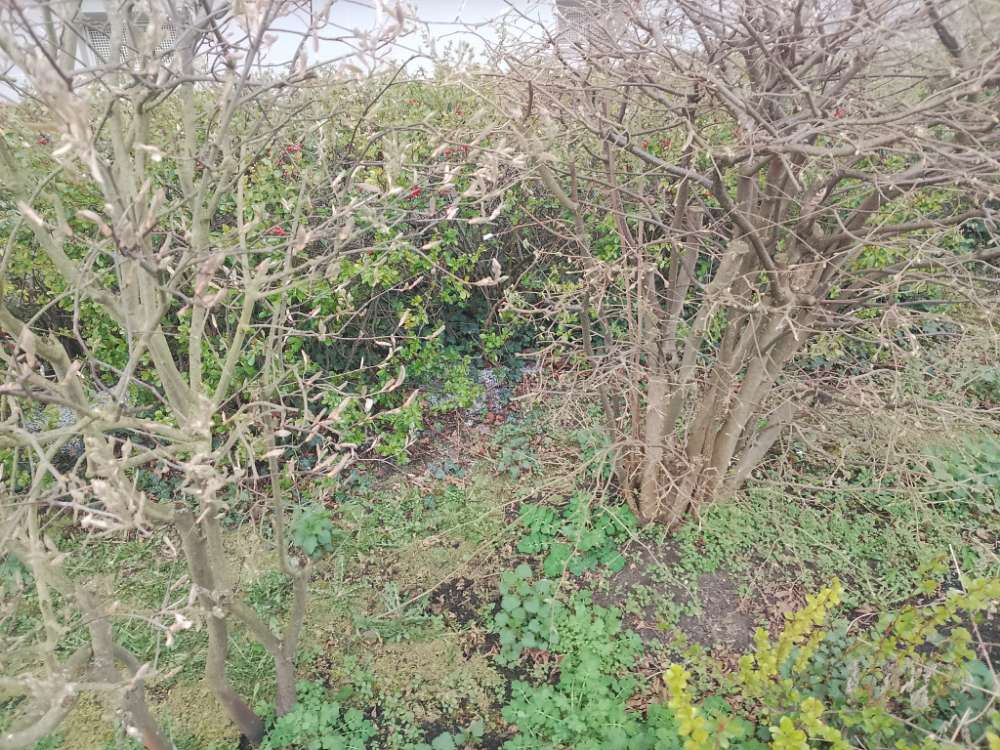 Giftköder-Vermutlich Schneckenkorn-Profilbild