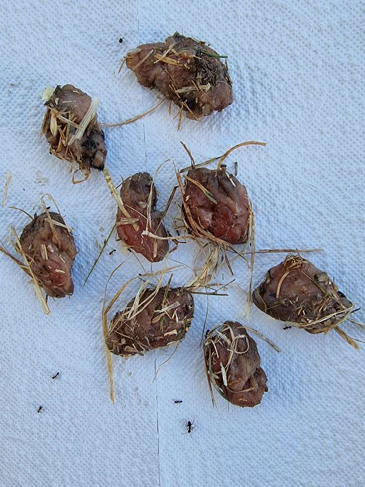 Giftköder-Rohes Fleisch gefunden-Profilbild