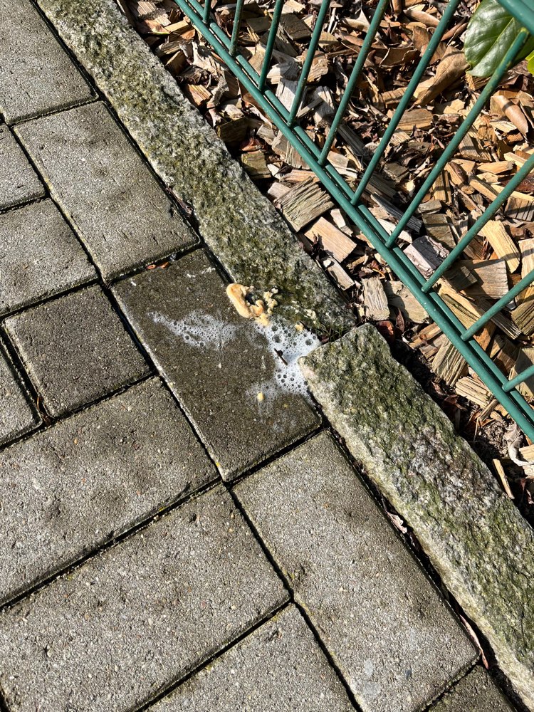 Giftköder-Evtl. Giftköder?-Profilbild