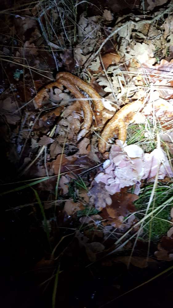 Giftköder-Würste am wegrand-Profilbild