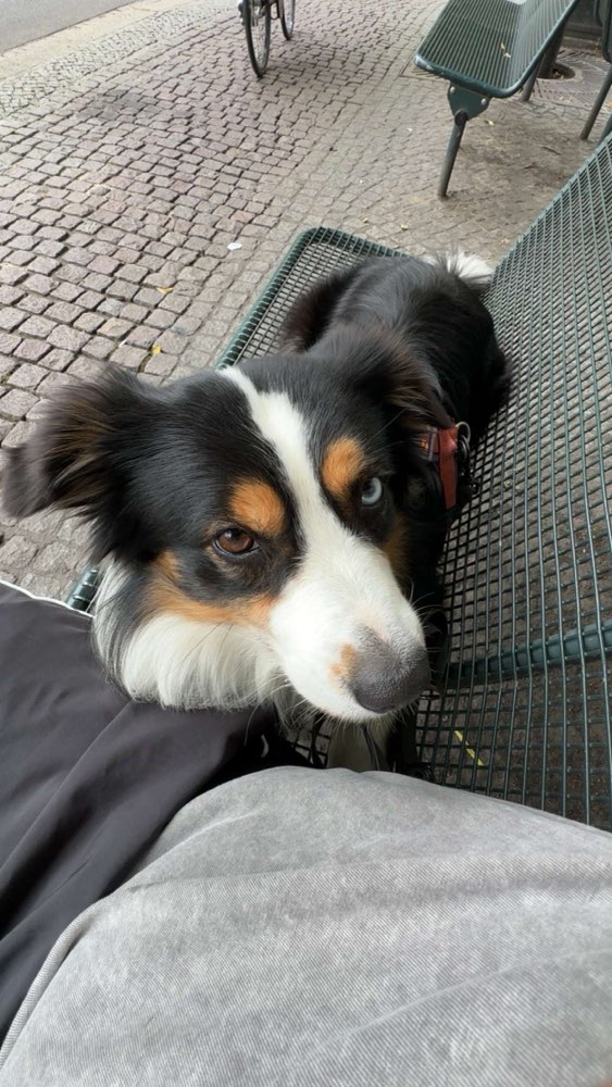 Hundetreffen-Lange Spaziergänge im Freilauf-Profilbild