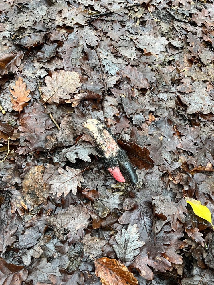 Giftköder-Fuß/Huf-Profilbild