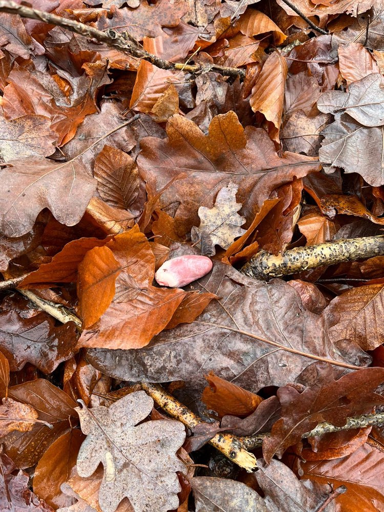 Giftköder-Fleischliche Überreste ⚠️-Profilbild
