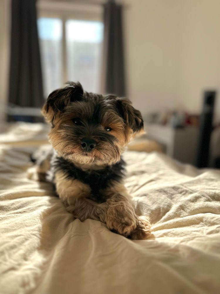 Hundetreffen-Gassi- oder Spielrunde-Profilbild