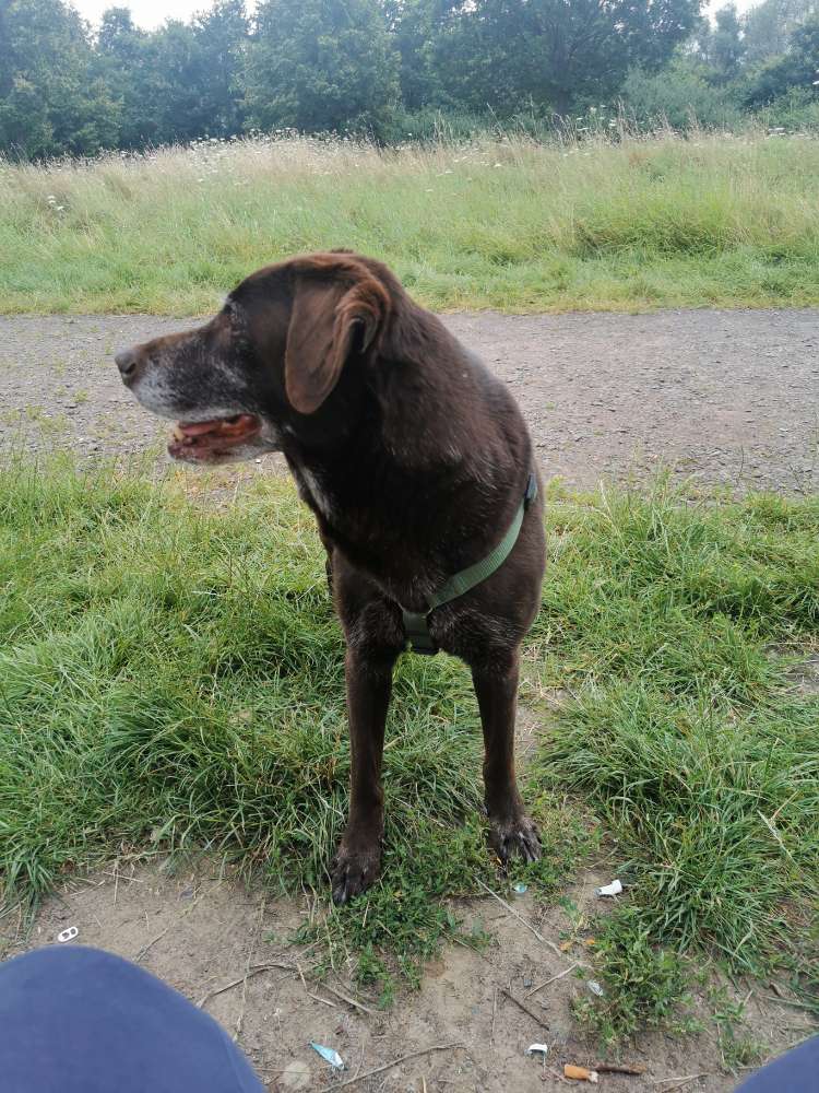 Hundetreffen-Gassi-Runden Nähe Mockau-Profilbild
