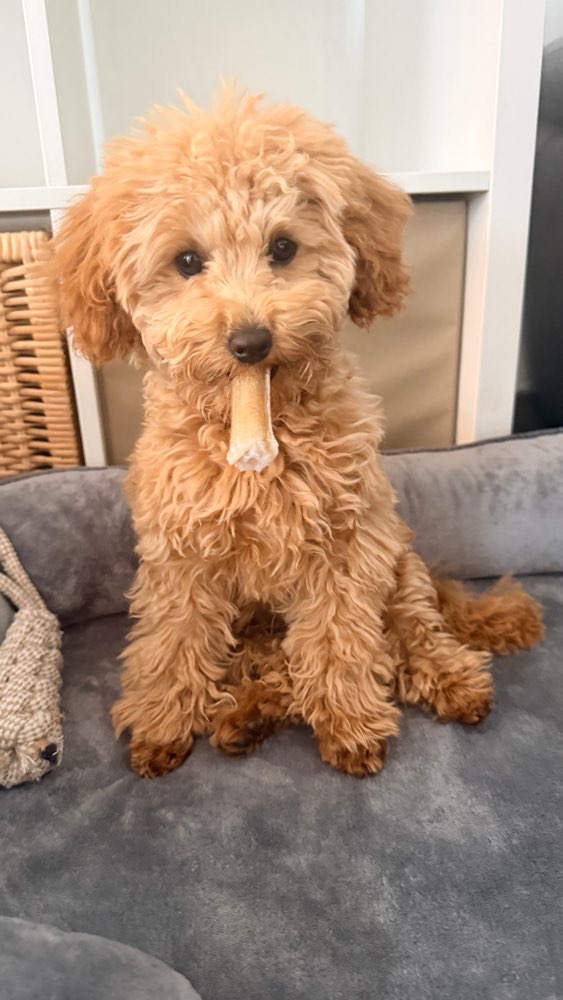 Hundetreffen-Training/ Gassi/ Spiel/ Pudeltreffen-Profilbild