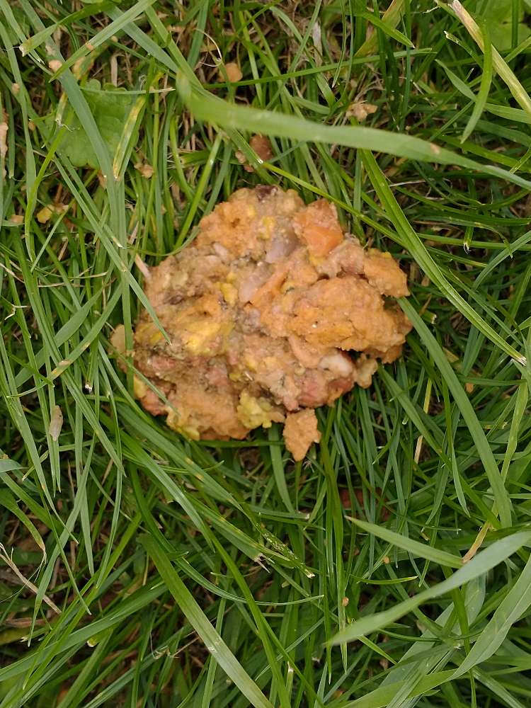 Giftköder-Möglicher Giftköder-Profilbild