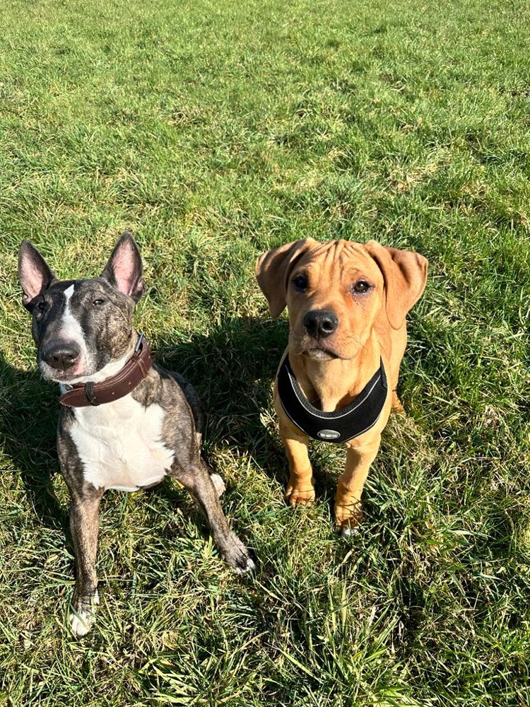 Hundetreffen-Hundetreffen-Profilbild