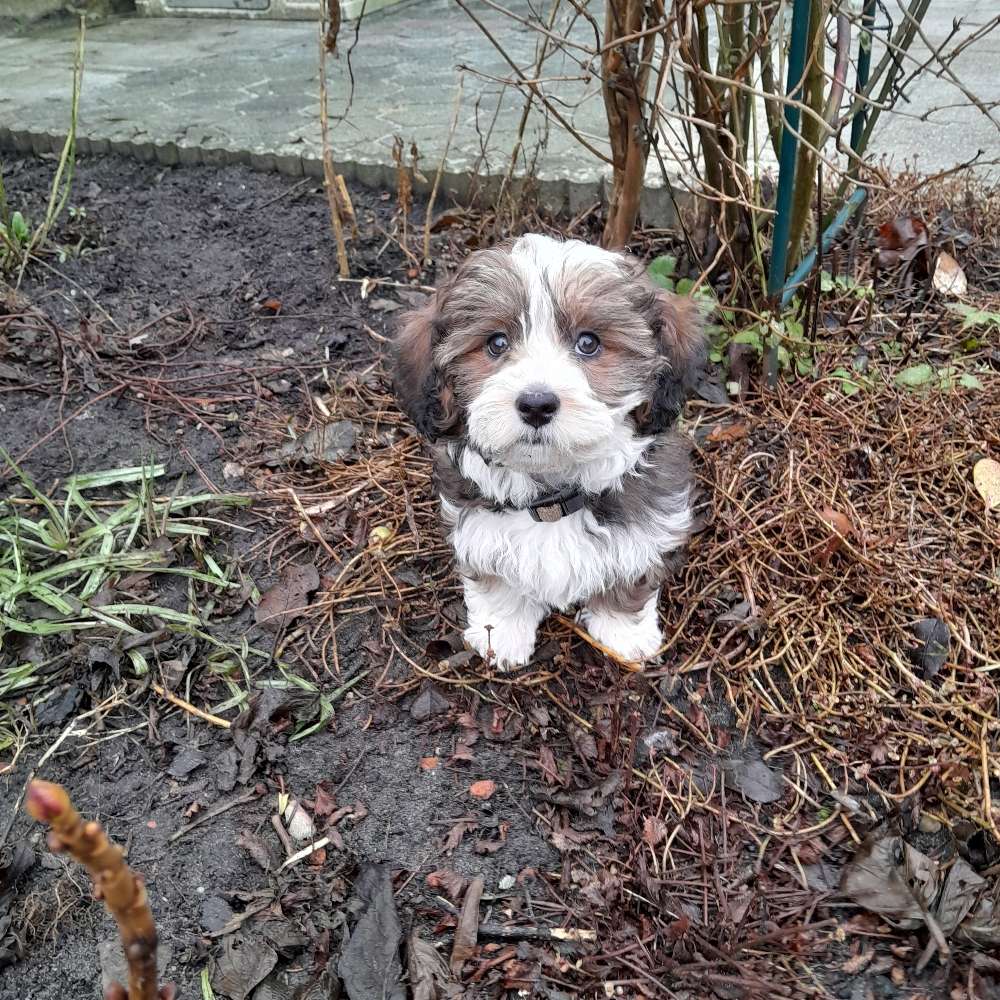 Hundetreffen-Welpentreffen-Profilbild