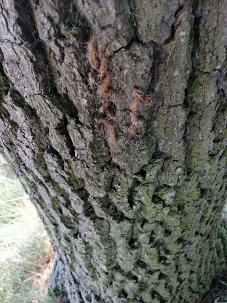 Giftköder-Eichenprozessionsspinner‼️-Profilbild