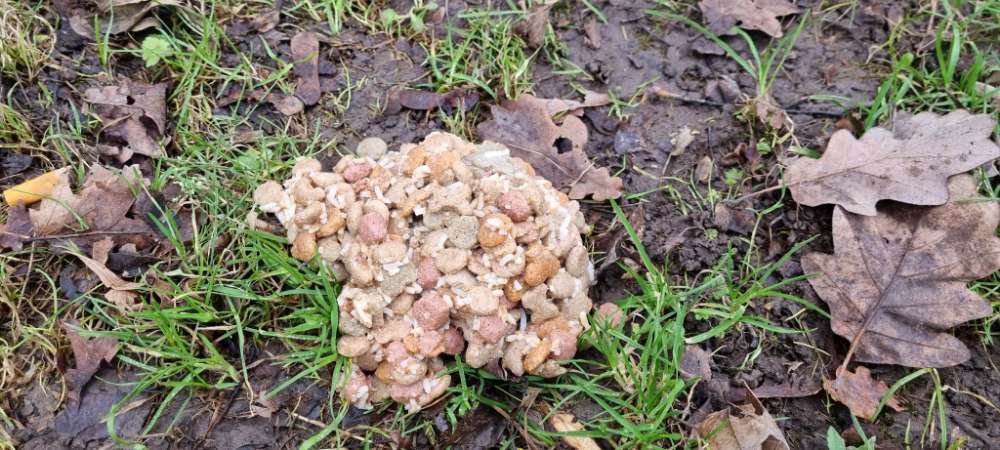 Giftköder-Giftköder Karlsruhe Südweststadt-Profilbild