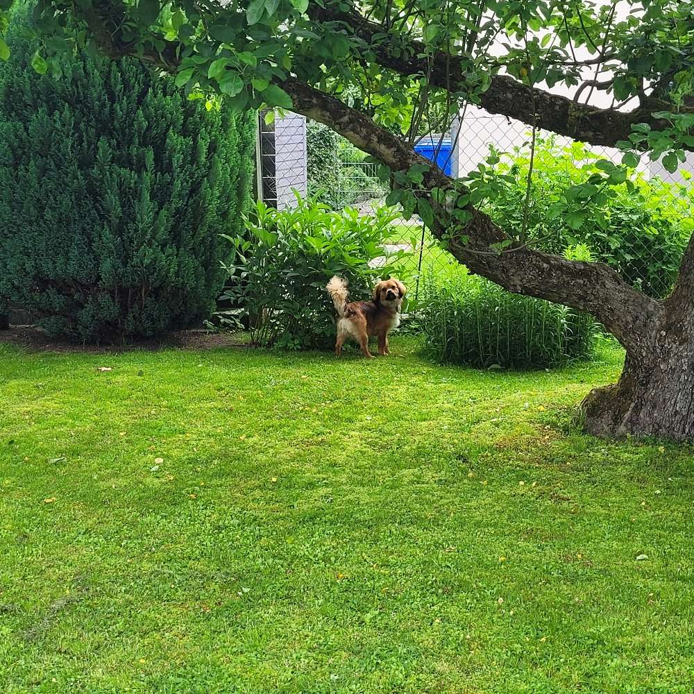 Hundetreffen-Spielen im Garten oder Hundewiese-Profilbild